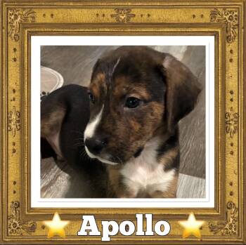 Apollo -  Labrador Retriever and Hound Dog for Adoption in Sanford, North Carolina - Apollo | PetCurious