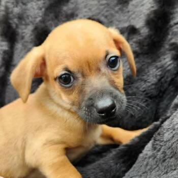 Chihuahua and Dachshund Dogs Available for Adoption in Austin, Texas - Sven AB | PetCurious