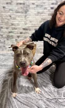 Mixed Breed Dogs Available for Adoption in Muskegon, Michigan - Silver | PetCurious