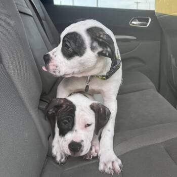 Pancake -  American Bulldog and Pit Bull Terrier Dog for Adoption in Monroe, Michigan - Pancake | PetCurious