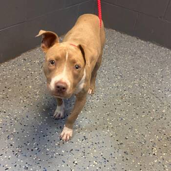TUSC-Stray-85142 -  Pit Bull Terrier and Mixed Breed Dog for Adoption in Tuscaloosa, Alabama - TUSC-Stray-85142 | PetCurious