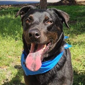 Rottweiler and Black Labrador Retriever Dogs Available for Adoption - Ghost Buster JuM* | PetCurious