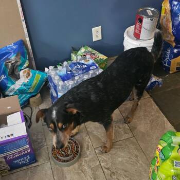 Australian Cattle Dog Blue Heeler Dogs Available for Adoption in Springboro, Ohio - Gracie | PetCurious
