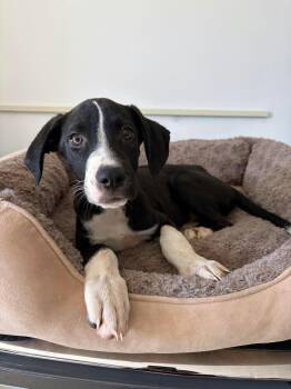 Cairo -  Labrador Retriever Dog for Adoption in Poway, California - Cairo | PetCurious