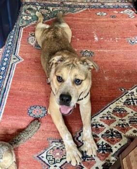 Biggie -  American Bulldog and Mixed Breed Dog for Adoption - Biggie | PetCurious