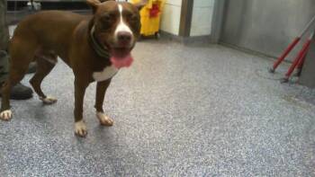 APOLLO -  Pit Bull Terrier Dog for Adoption in Charlotte, North Carolina - APOLLO | PetCurious