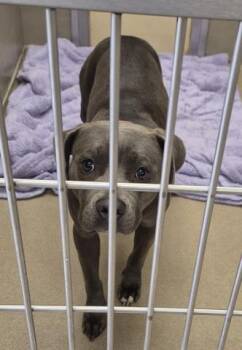 SAMANTHA -  Pit Bull Terrier Dog for Adoption in Decatur, Illinois - SAMANTHA | PetCurious