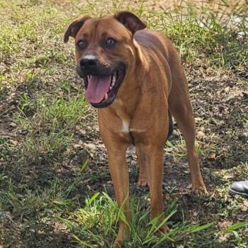Patrick -  Black Mouth Cur and Mixed Breed Dog for Adoption in Corpus Christi, Texas - Patrick | PetCurious