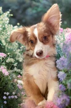Chihuahua Dogs Available for Adoption in Las Vegas, Nevada - Princess Ruby | PetCurious