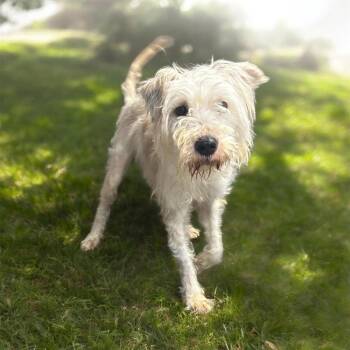 Schnauzer Dogs Available for Adoption - Kazmo | PetCurious