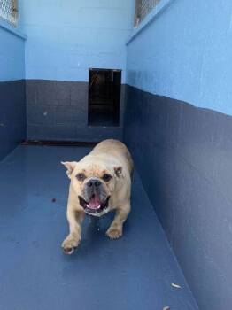 American Bulldog and Mixed Breed Dogs Available for Adoption in Daytona Beach, Florida - Benji - 1 | PetCurious
