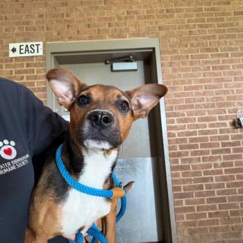 Beagle Dogs Available for Adoption in Birmingham, Alabama - Kelly | PetCurious