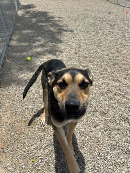 Rooster -  Shepherd Dog for Adoption in Huntington, Indiana - Rooster | PetCurious