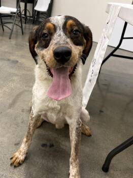 Spot -  Treeing Walker Coonhound and Australian Cattle Dog Blue Heeler Dog for Adoption in Irwin, Pennsylvania - Spot | PetCurious
