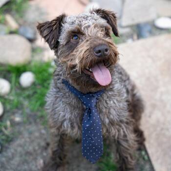 Schnauzer Dogs Available for Adoption in Dalton, Georgia - Marvel  | PetCurious