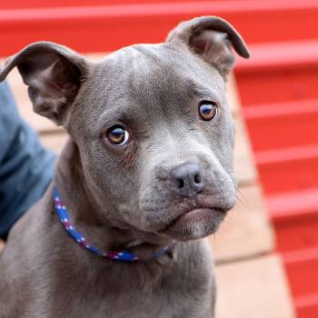 American Bulldog Dogs Available for Adoption - Sealy (AO35891) | PetCurious