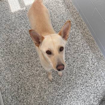 Shepherd and Mixed Breed Dogs Available for Adoption - Perry | PetCurious