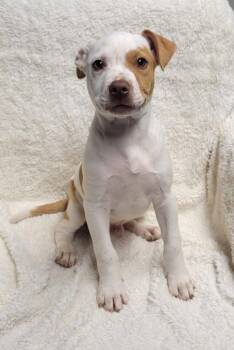 Binx -  Pit Bull Terrier Dog for Adoption in Lisbon, Ohio - Binx | PetCurious