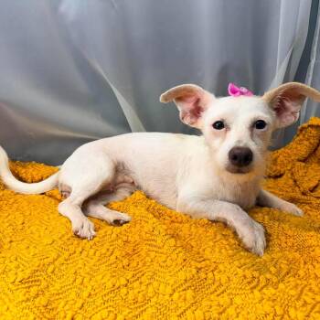 Era -  Terrier and Chihuahua Dog for Adoption in Foley, Alabama - Era | PetCurious