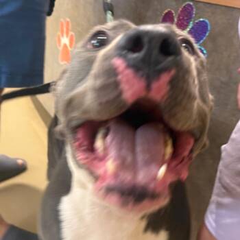 RayRay -  Mixed Breed Dog for Adoption in Winston-salem, North Carolina - RayRay | PetCurious
