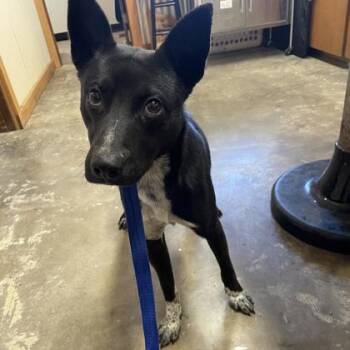 Maverick -  Mixed Breed Dog Available for Adoption in Munster, Indiana - Maverick | PetCurious