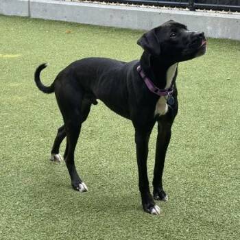 Cosmo -  Pit Bull Terrier and Mixed Breed Dog for Adoption in Bellevue, Washington - Cosmo | PetCurious