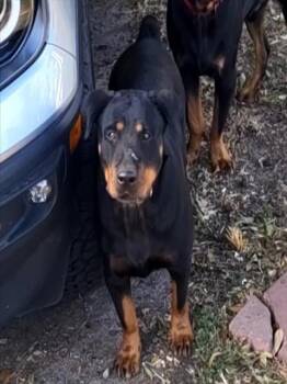 SANDY -  Rottweiler Dog for Adoption in San Antonio, Texas - SANDY | PetCurious