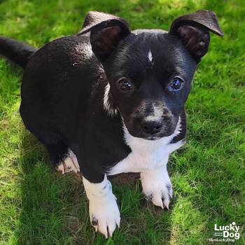 Chihuahua and Border Collie Dogs Available for Adoption - Kemy | PetCurious