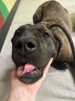 Cane Corso Dogs Available for Adoption in Indianapolis, Indiana - OMEGA | PetCurious