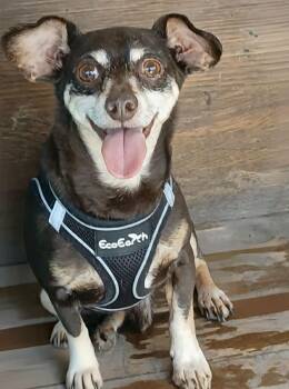 Max -  Chihuahua Dog for Adoption in Ceres, Virginia - Max | PetCurious