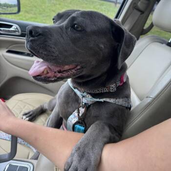 Binky -  Boxer and Pit Bull Terrier Dog for Adoption in York, Pennsylvania - Binky | PetCurious