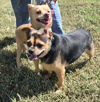 Ren and Buddy -  Chihuahua Dog for Adoption in Larned, Kansas - Ren And Buddy | PetCurious