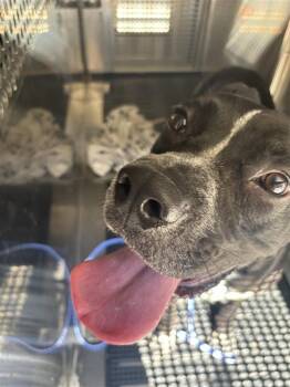 Chica -  Pit Bull Terrier and Boxer Dog for Adoption in Austin, Texas - Chica | PetCurious