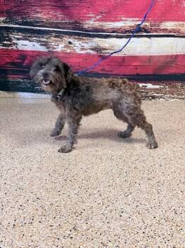 Poodle Dogs Available for Adoption in Doral, Florida - SOPHIA | PetCurious