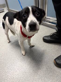 Gomez -  Jack Russell Terrier Dog for Adoption in Bloomington, Indiana - Gomez | PetCurious