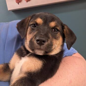 Mixed Breed Dogs Available for Adoption in Huntsville, Arkansas - (Event 5/20) Baked Beans | PetCurious