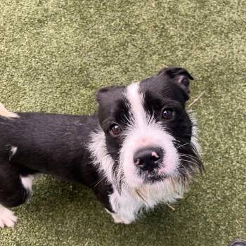 Beetle -  Mixed Breed Dog for Adoption in Fairport, New York - Beetle | PetCurious