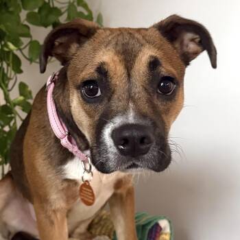 Boxer and Beagle Dogs Available for Adoption - Amy | PetCurious