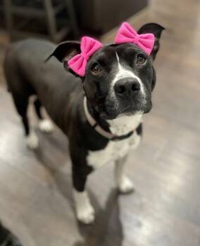 Linda $85 Fostered -  Pit Bull Terrier and Mixed Breed Dog for Adoption in Seneca, South Carolina - Linda $85 Fostered | PetCurious