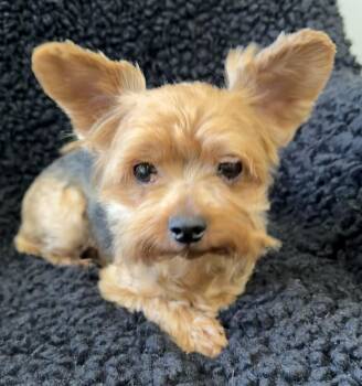 Gepetto -  Yorkshire Terrier Dog for Adoption in Lawrenceville, Georgia - Gepetto | PetCurious