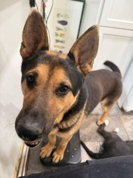 German Shepherd Dog Dogs Available for Adoption in Germantown, Ohio - Christopher Robin | PetCurious