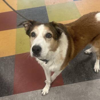 Kai -  Smooth Collie Dog for Adoption in Philadelphia, Pennsylvania - Kai | PetCurious