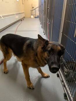 FLOPPY -  German Shepherd Dog Dog for Adoption in South Lake Tahoe, California - FLOPPY | PetCurious