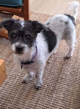 Rescue Terrier Dogs for Adoption in West Palm Beach, Florida - Princess | PetCurious