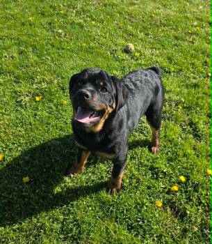 Rottweiler and Pug Dogs Available for Adoption in Sprakers, New York - Peter | PetCurious