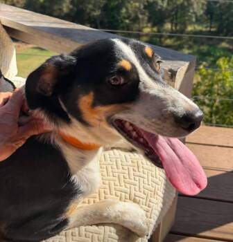 Tucker -  Australian Shepherd and Terrier Dog for Adoption in Johnston, Iowa - Tucker | PetCurious