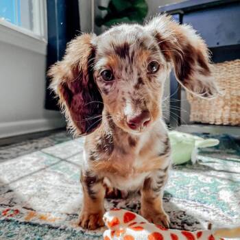 Candy -  Dachshund Dog for Adoption in Farmington, Connecticut - Candy | PetCurious