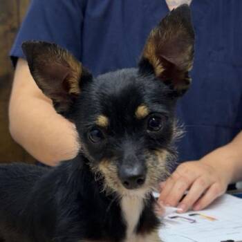 Chihuahua Dogs Available for Adoption - AZALEA | PetCurious