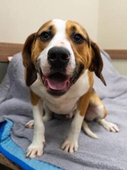 Hound Dogs Available for Adoption - Dodger | PetCurious