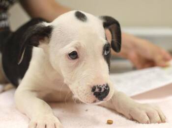 Plumeria -  Rhodesian Ridgeback and Boxer Dog for Adoption in Portland, Oregon - Plumeria | PetCurious